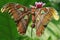 Atlas moth perching on wildflowers. This beautiful moth is known as the largest moth in the world.