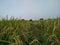 The atmosphere in the afternoon, the rice fields (oryza sativa) are ready to harvest