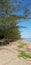 The atmosphere of the beach with sand overgrown with vines and fenced with pine trees in the morning