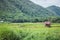 The atmosphere of the beautiful green rice fields that are cultivated in the farming season