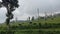 The atmosphere of a grass field in the afternoon, where several cows are grazing on the grass.