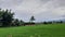 The atmosphere of the rice fields That has green rice And the sky with white and black clouds When the rain is approaching.