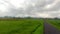 The atmosphere of the rice fields on the outskirts of the village is cool