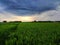 The atmosphere of the rice fields with a stretch of green rice plants.