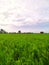 The atmosphere of the rice fields with a stretch of green rice plants.