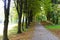 Atmospheric alley or footpath with yellow leaves on the ground in the park