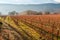 Atmospheric Autumn Napa valley Vineyards