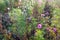 Atmospheric closeup of an autumn garden with dewy cobwebs