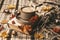 Atmospheric cozy autumn composition. Hot mug of coffee, book, fall leaves, chestnut, ashberry, acorns and cozy brown