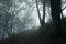 An atmospheric edit of a path through a spooky forest on a foggy autumn day. UK