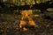 Atmospheric flame by the fire closeup. Camping. Leisure. Outdoor recreation. Beautiful orange fire with smoke with copy space