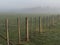 Atmospheric foggy country field,  Post and wire fence and trees silhouetted .