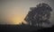 Atmospheric foggy Silhouetted trees, Mono coloured  fence and trees silhouetted .