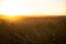 Atmospheric orange floodlight over dune grass during sunrise on the coastline of the Netherlands