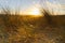 Atmospheric orange floodlight over dune grass during sunrise on the coastline of the Netherlands