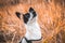 Atmospheric photo of a dog in the field, portrait of a basenji among the spikelets