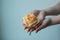 Atmospheric toned photo of the feamale hands holding withering rose on the single color background. Concern concept.