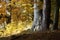 Atmospherically colored autumn forest on a calm lake - beech forest - beech light incidence light beam