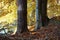 Atmospherically colored autumn forest on a calm lake - beech forest - beech light incidence light beam