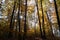 Atmospherically colored autumn forest on a calm lake - beech forest - beech light incidence light beam