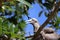 Atoba, free bird found on the island of Fernando de Noronha, Brazilian coast, state of Pernambuco, Brazil, August, 2022