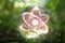 Atom Crystal Ball Nature