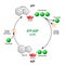 ATP ADP cycle. Adenosine triphosphate ATP is a organic chemica