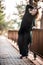 Atractive Happy Woman Standing by a Wooden Fence in the Forest,