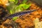 Atractosteus spatula - Alligator gars