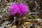 (Atractylis gummifera), Stemless flowering plant on dry slopes in Gozo island, Malta