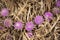Atractylis gummifera wild plants - Ground Thistle