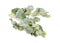 Atriplex halimus or Mediterranean saltbush or Sea orache, Shrubby orache, Silvery orache. Isolated