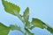 Atriplex hortensis, Chenopod on a blue background