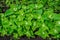 Atriplex hortensis, orache, used as a leaf vegetable in salads