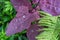 Atriplex hortensis rubra plant with water droplets