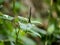 Atrocalopteryx atrata damself fly on a leaf 1