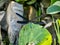 Atrocalopteryx atrata damself fly on a leaf 11