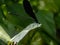 Atrocalopteryx atrata damself fly on a leaf 7