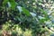 Atropa Belladona fruit in the forests in Velebit