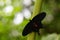 Atrophaneura semperi, species of butterfly from the family Papilionidae that is found in Indonesia, Malaysia, and the