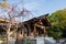 Atsuta Jingu shrine with sakura, Nagoya