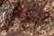 Atta Leaf-cutter Ant
