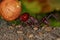 Atta Leaf-cutter Ant