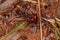 Atta Leaf-cutter Ant Soldier