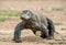 Attack of a Komodo dragon. The dragon running on sand. The Running Komodo dragon ( Varanus komodoensis ) .