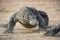 Attack of a Komodo dragon. The dragon running on sand. The Running Komodo dragon ( Varanus komodoensis ) .