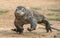 Attack of a Komodo dragon. The dragon running on sand. The Running Komodo dragon ( Varanus komodoensis ) .