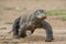 Attack of a Komodo dragon. The dragon running on sand. The Running Komodo dragon ( Varanus komodoensis ) .