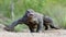 Attack of a Komodo dragon. The dragon running on sand. The Running Komodo dragon Varanus komodoensis . Is the biggest living