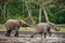 The attacking Elephant. Forest Elephant (Loxodonta africana cyclotis), (forest dwelling elephant) of Congo Basin. Dzanga saline (